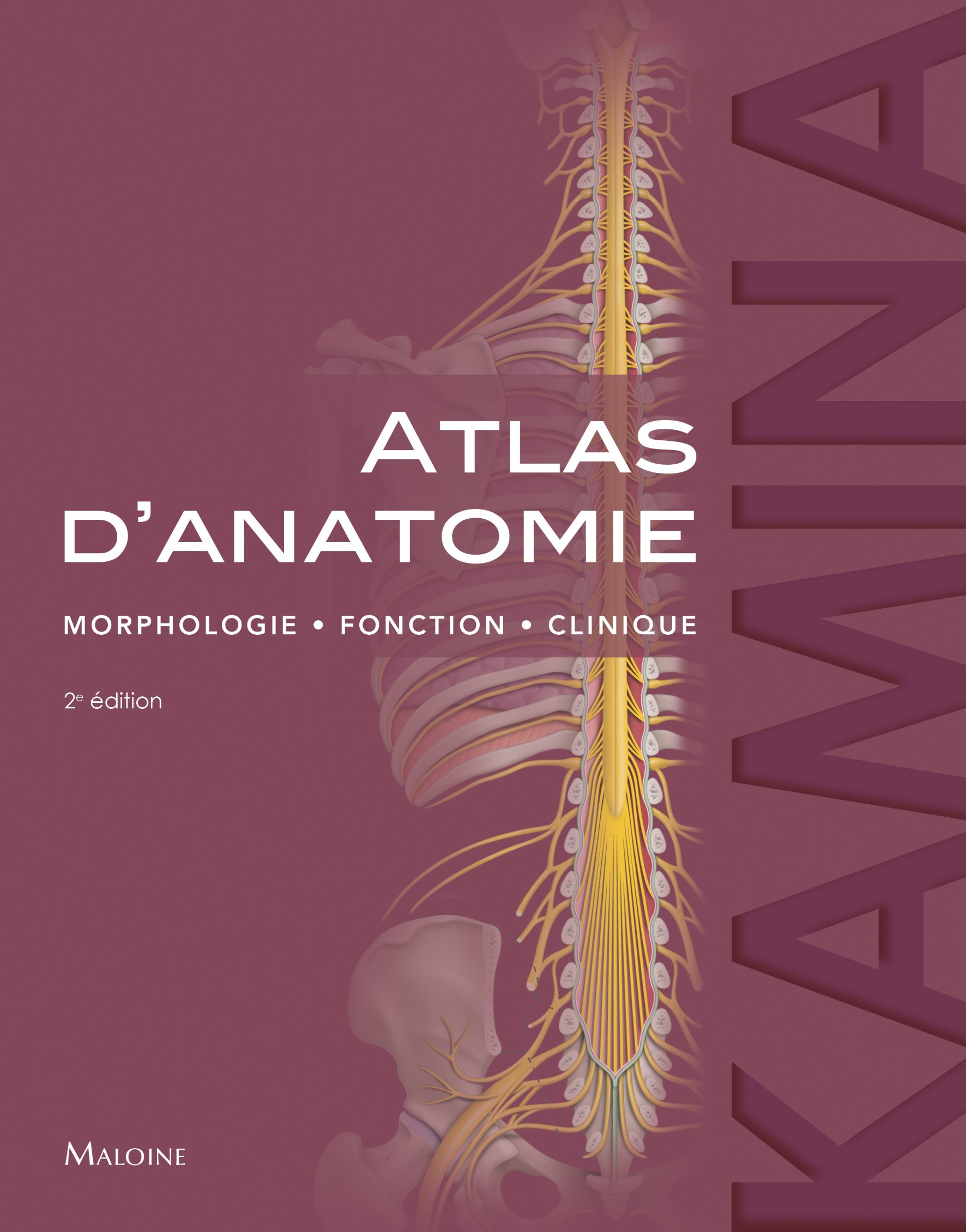 Image Atlas d'anatomie : morphologie, fonction, clinique, 2e édition