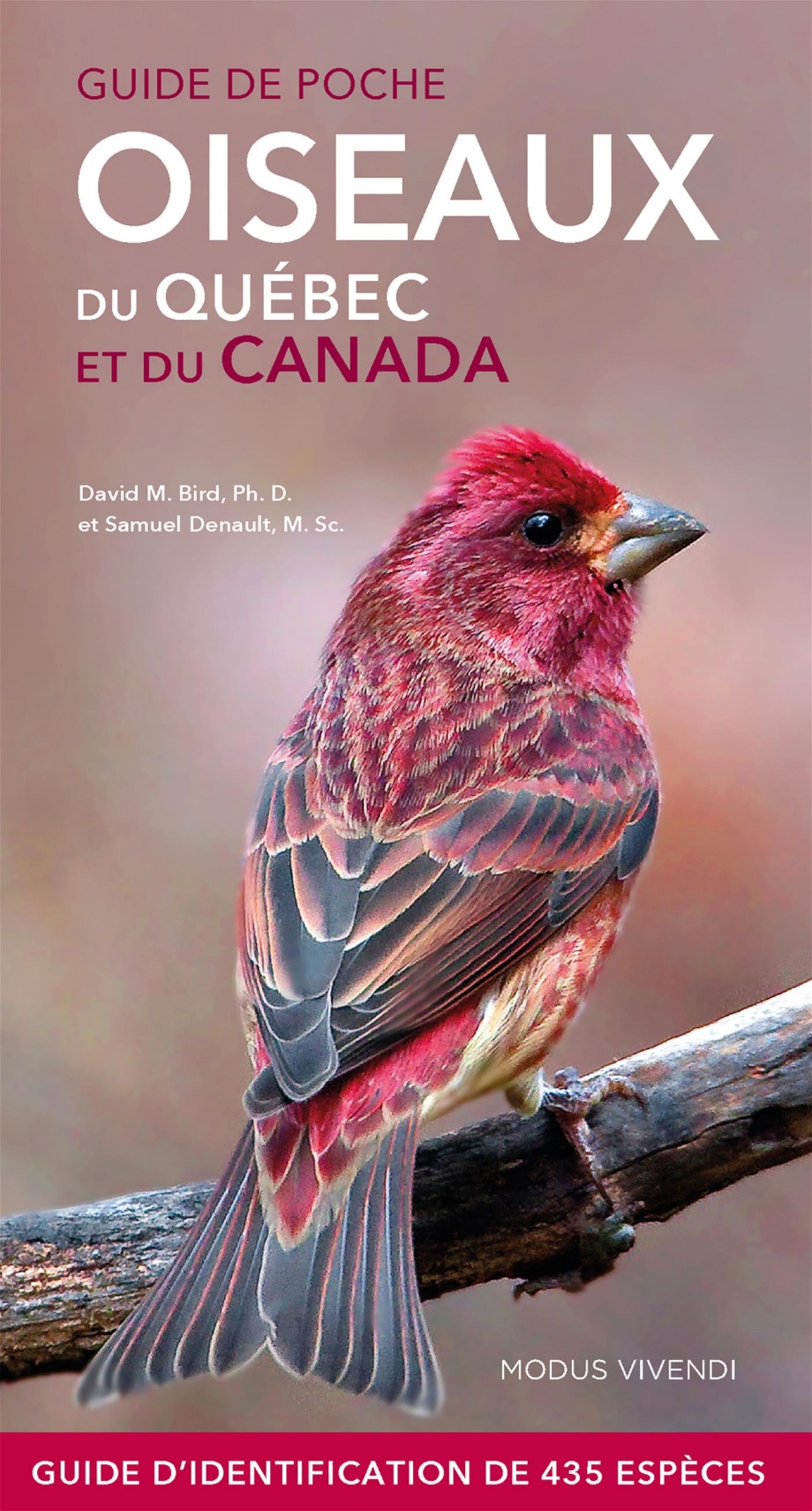 Image Oiseaux du Québec et du Canada