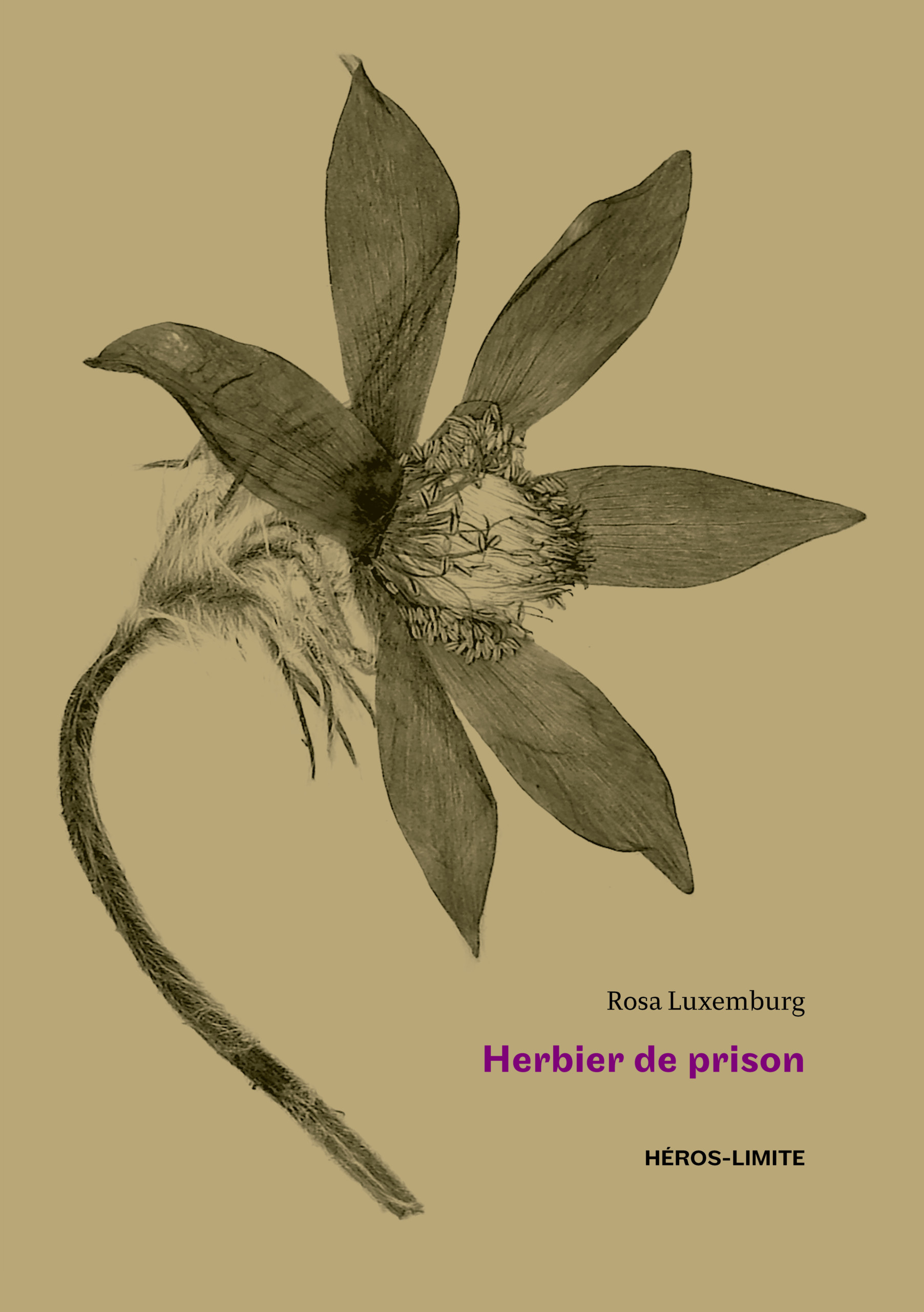 Image Herbier de prison (1915-1918)