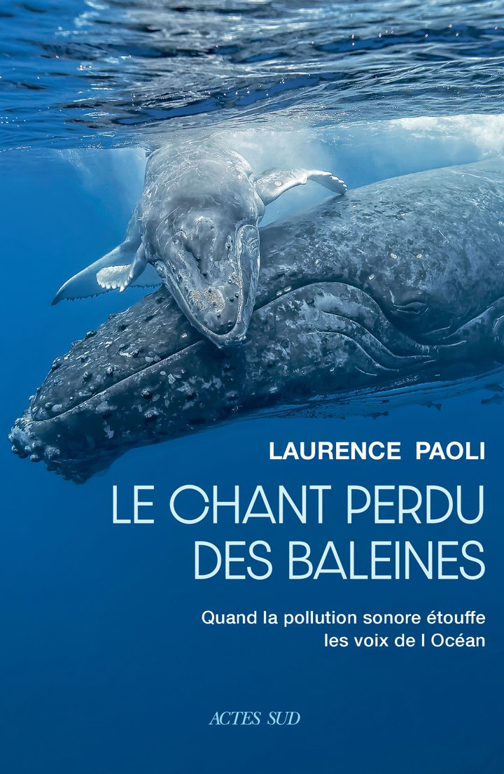 Image Le chant perdu des baleines : quand la pollution sonore étouffe les voix de l'océan