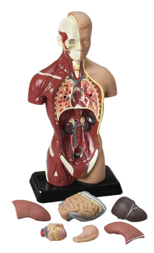 Image Torse anatomique