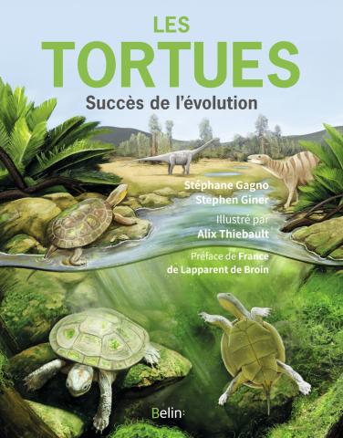 Image Les tortues : succès de l'évolution