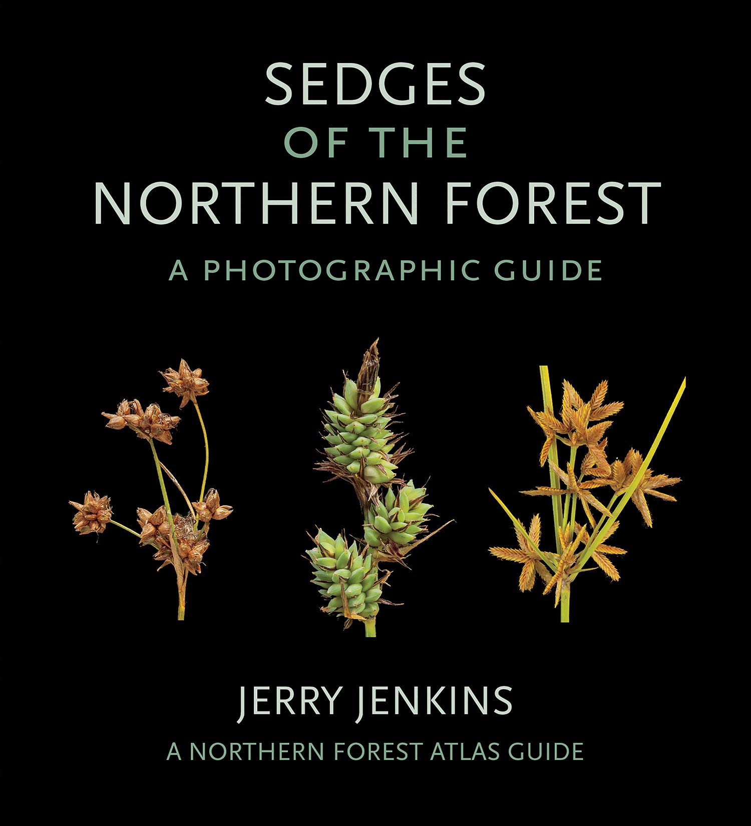 Image Sedges of the Northern Forest : a photographic guide