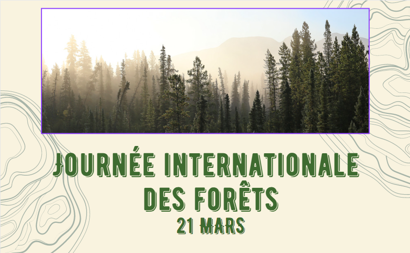 Image Journée internationale des forêts